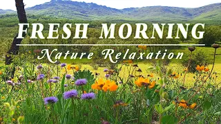 Begin Your day with Healing Nature Meditation 🌿🌞 FRESH MORNING AMBIENCE 🌞 Spring Sounds in a Meadow