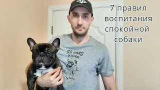 7 правил  воспитания послушной, спокойной собаки