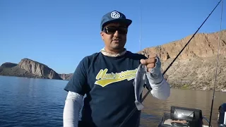 Fishing With The Working Class Zero Battle Shad! Bait Overview! Ft Manny Chee