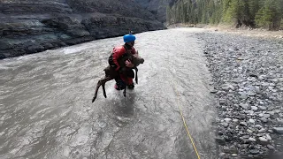 Kayakers Rescue Distressed Moose Calf From Drowning