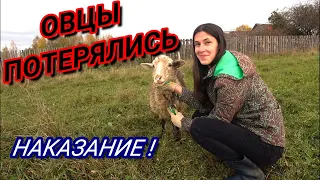 ОВЦЫ ПОТЕРЯЛИСЬ овцы Наказаны