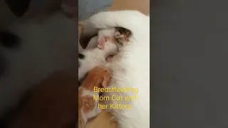 BREASTFEEDING MOM CAT WITH HER KITTENS #shorts