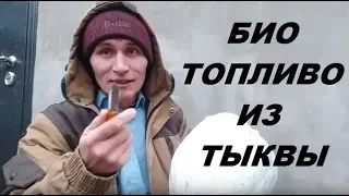 Биотопливо из тыквы бенинказа. Тыква бенинказа как горючее.