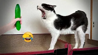 🐱❤️ Best Cats Videos 😅🤣 Best Funny Animals 2024 # 19