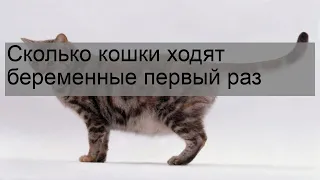 Сколько кошки ходят беременные первый раз