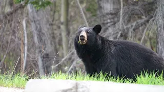 Black Bear Munchin