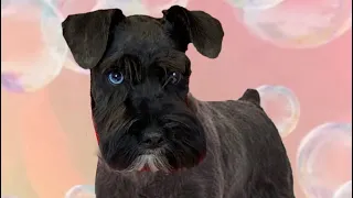 Subscribe for daily Live Dog Grooming! #short #shortsvideo #shortvideo #shorts #miniatureschnauzer