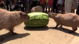 Capybara VS Huge watermelon 2014 in Nagasaki