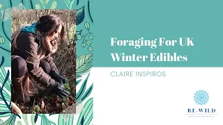 Foraging For UK Winter Edible | Cooking In The Forest | Claire Inspiros | Rewild