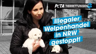 Illegaler Welpenhandel in NRW aufgedeckt | PETA Tierrettungen