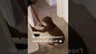 Doggy Doesn't Like Bath Time