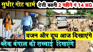 SUDHIR GOAT FARM पर देसी बकरी 2 महीने में 14 kg का देखकर अच्चम्भित हो गया ,BLACK BENGAL GOAT FARMING