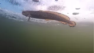 УДАЧНО ОТКРЫВАЕМ СЕЗОН ЗИМНЕЙ РЫБАЛКИ /Winter ice fishing