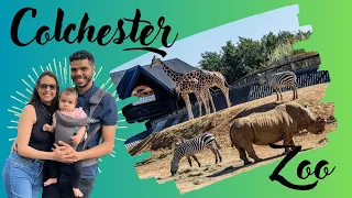 COLCHESTER ZOO | Uma das Melhores Opções de Lazer em Família e Próximo de Londres |😯🦁🐯