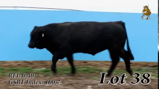 LOT 38 | Green Springs Bull Test Spring Sale | 3/27/17