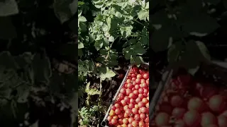 Собираем помидоры/Я Оля/Деревенские будни