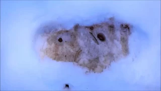 Amazing Encounter With An Incredibly Unique Sasquatch Trackway