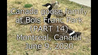 Canada goose family at Bois Franc Park PART 14, Montreal, Canada, June 9, 2020