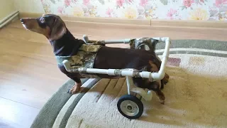 Инвалидная коляска для собаки своими руками  DIY IDEAS MADE disabled carriage