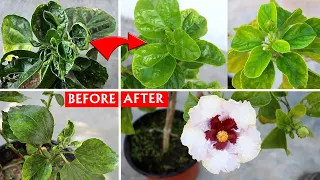 DO THESE To Treat Hibiscus Leaf CURL Disease Permanently