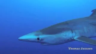 Blue Sharks of the Azores