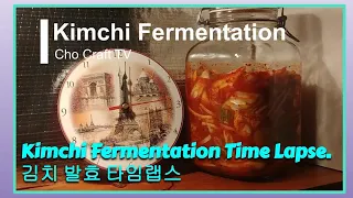 Kimchi Fermentation Time Lapse. 김치 발효 과정 타임랩스. Science!!!