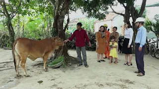 Thoát nghèo nhờ những con bò giống
