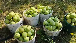 В лес за брусникой. Груша Просто Мария.28.08.22.