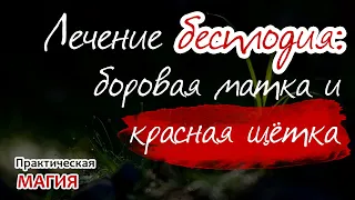 Лечение бесплодия: боровая матка и красная щётка