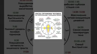 Циркадные ритмы, или биологические часы, человека.