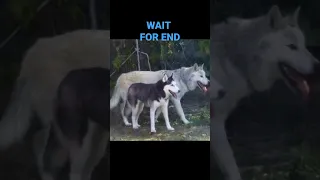 HUSKY DOG VS WOLF#doglover