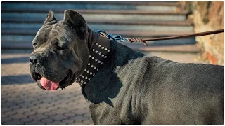 Enchanting Cane Corso wears Extra Wide Leather Collar with Pyramids