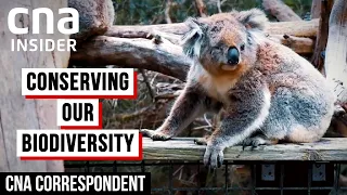 Protecting Biodiversity Amid Habitat Loss - Australia, Philippines & Singapore | CNA Correspondent