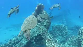 Mala Warf, Maui Snorkeling