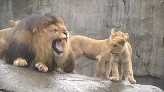 Lion cubs meeting dad for first time | Animalistic TV