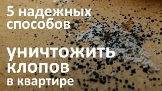 5 эффективных способов уничтожить постельных клопов в квартире