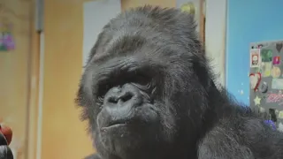 Remembering the human side of Koko the gorilla