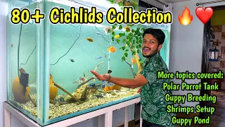 Cichlids 5 ft. Fish Tank🔥😘 | Polar Parrot Fish Tank❤️ | Guppy Fish Breeding Setup | Shrimps Setup