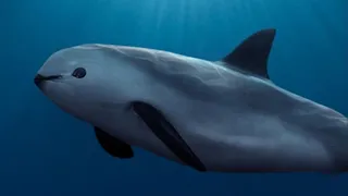 Facts: The Vaquita (The World's Most Endangered Marine Mammal)