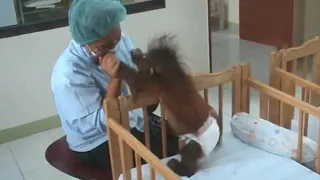 Orangutan babies with nurse