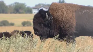 Return of the bison at Wanuskewin Heritage Park has transformed the biodiversity of the green space