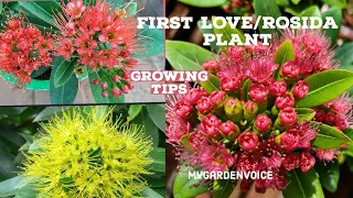 First love/rosida plant care/அதிகமா பூக்க simple tips@    mygardenvoice