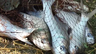 Net Fishing | Catching Lot Of Fish With Cast Net | Net Fishing in the village (Part-113)