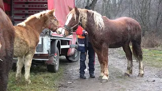 Targul de cai de la Iara, Cluj 6 Dec 2022 Nou!!!