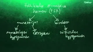 Sukupuolihormonit ja sukusolut