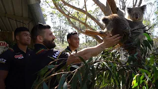 Koalas, snakes and Panthers unite in Bega