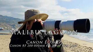 Canon R7 & Canon's RF 200-800mm f/6.3-9 IS USM Lens at the Malibu Lagoon. - Lets go birding!