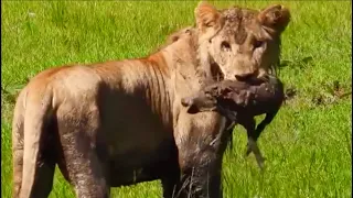 Lions Dig Out A Baby Warthog From Cave And Eats Alive...!