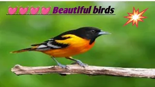 The Most Colorful Birds in 4K - Beautiful Birds  in the Forest | Scenic Relaxation Film