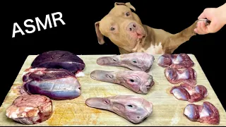 ASMR MUKBANG Pitbull Eating Raw Foods Duck Heads Sheep Brain Venison Liver Gizzard